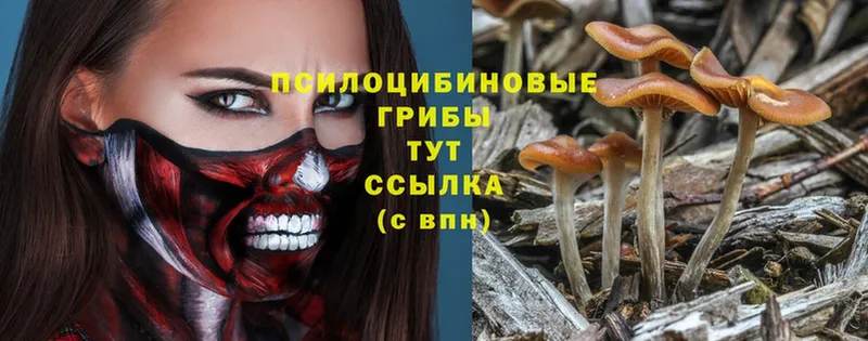 Псилоцибиновые грибы Psilocybe  hydra ТОР  Ликино-Дулёво 